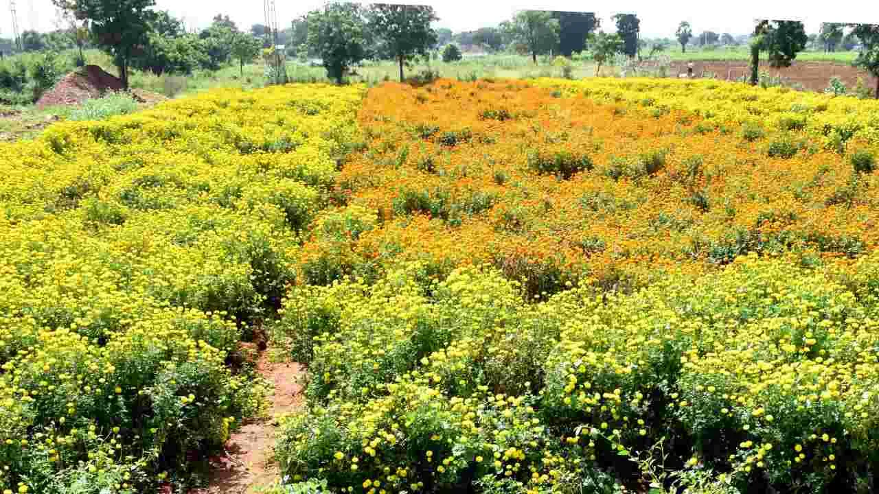 Flowers: కనువిందు చేస్తున్న రంగురంగుల పుష్పాలు 