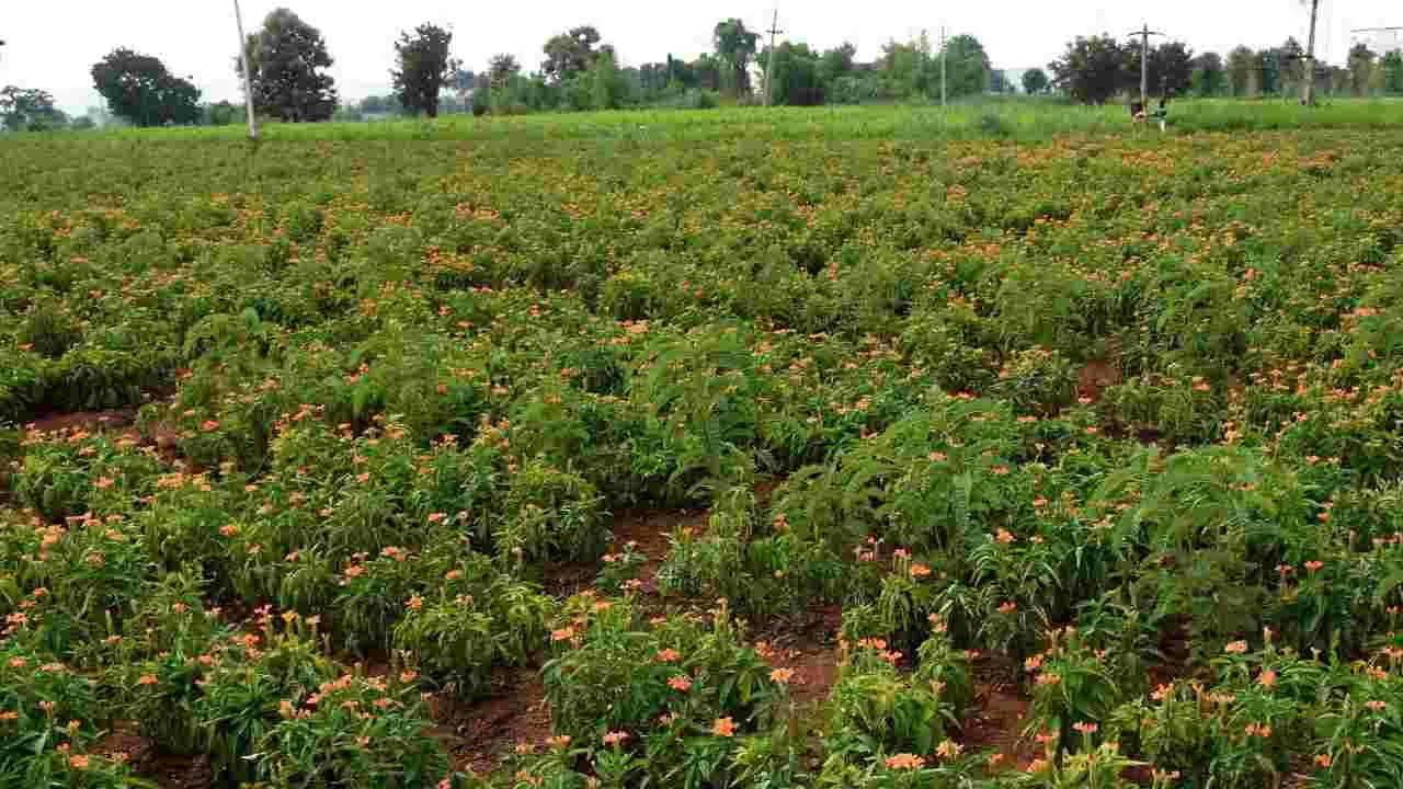 Flowers: కనువిందు చేస్తున్న రంగురంగుల పుష్పాలు 