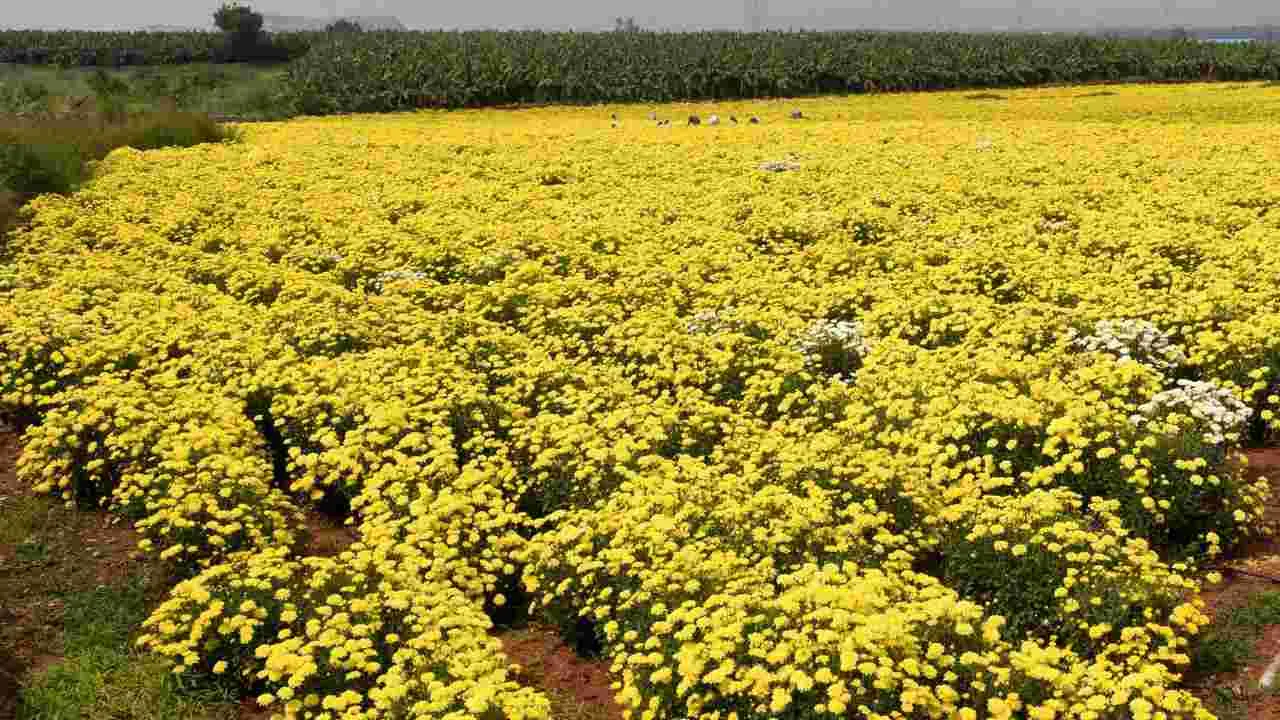 Flowers: కనువిందు చేస్తున్న రంగురంగుల పుష్పాలు 