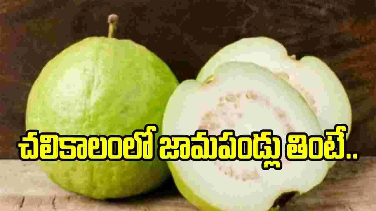 Guava: చలికాలంలో జామపండ్లు తినాలని చెప్పేది ఇందుకే.. ఆయుర్వేదం ఏం చెప్పిందంటే..