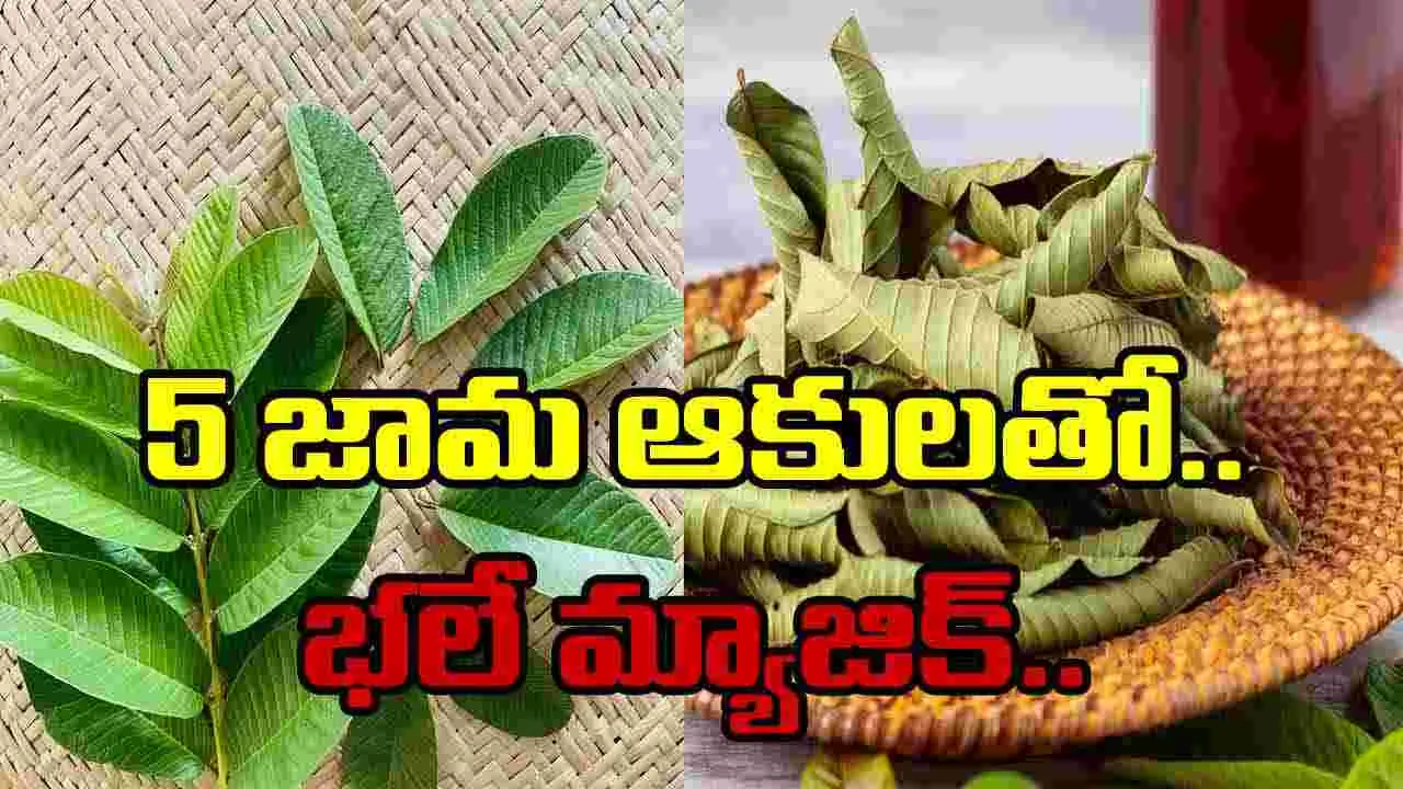 Health Tips: 5 జామ ఆకులతో ఇంత మ్యాజిక్కా.. వీటిని ఎలా వాడాలంటే..