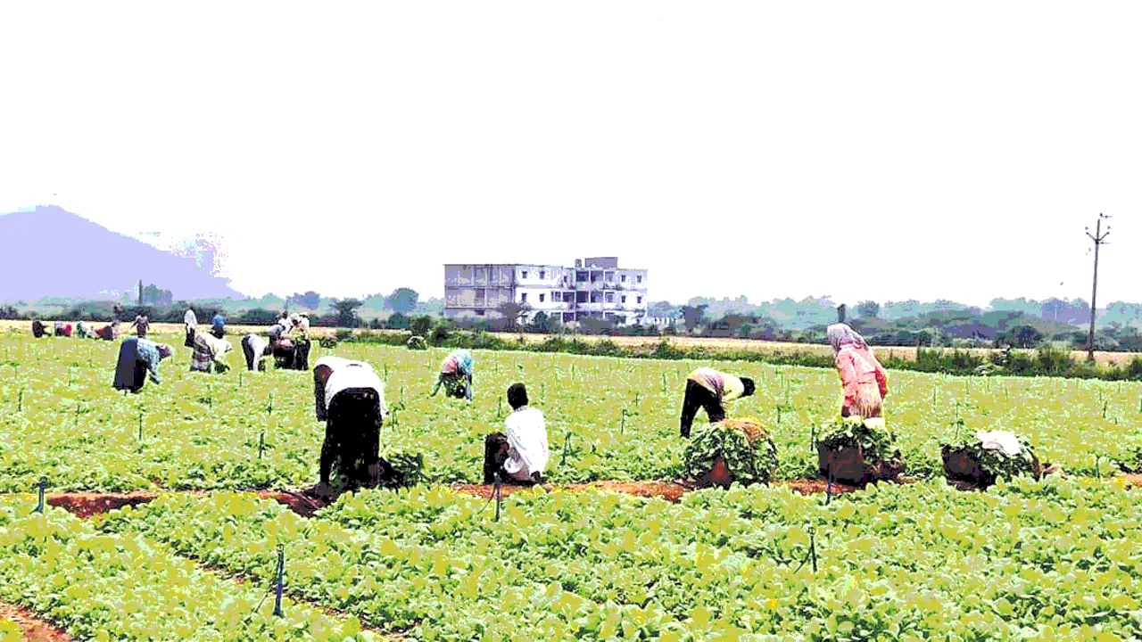 పొగాకునారు ధరలకు రెక్కలు