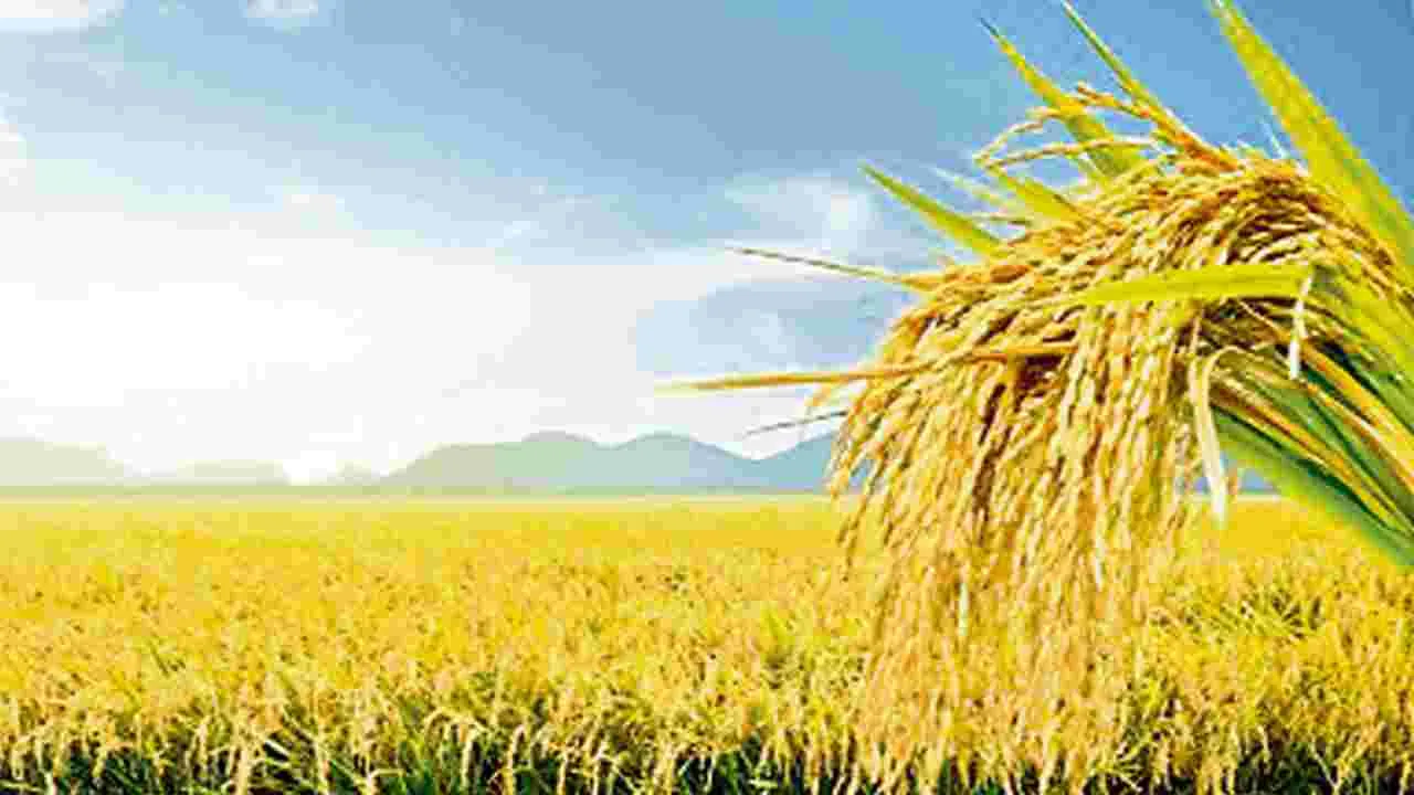 Farmers: ఖరీఫ్‌ పంట రుణాల పంపిణీ 56శాతమే!