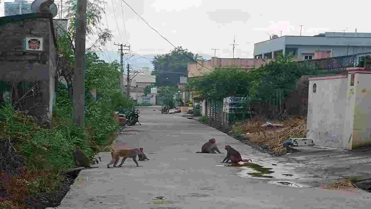 స్వైర విహారం