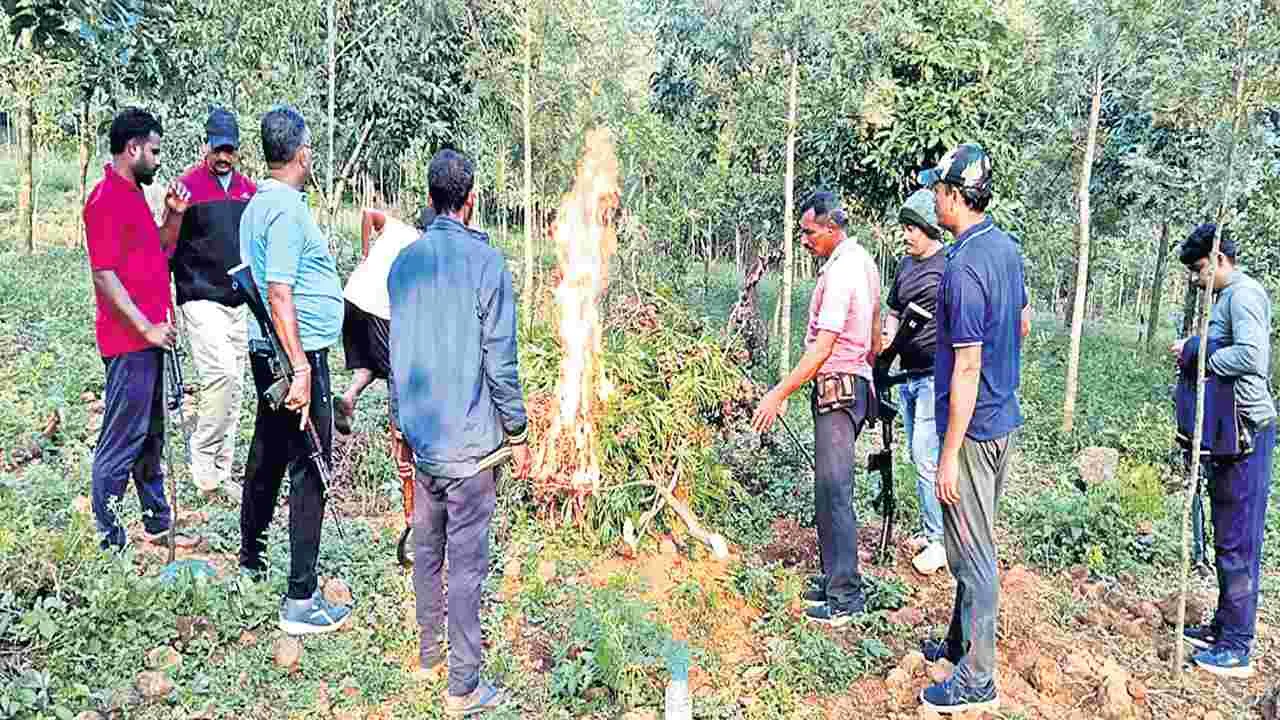 15 ఎకరాల్లో గంజాయి తోటలు ధ్వంసం