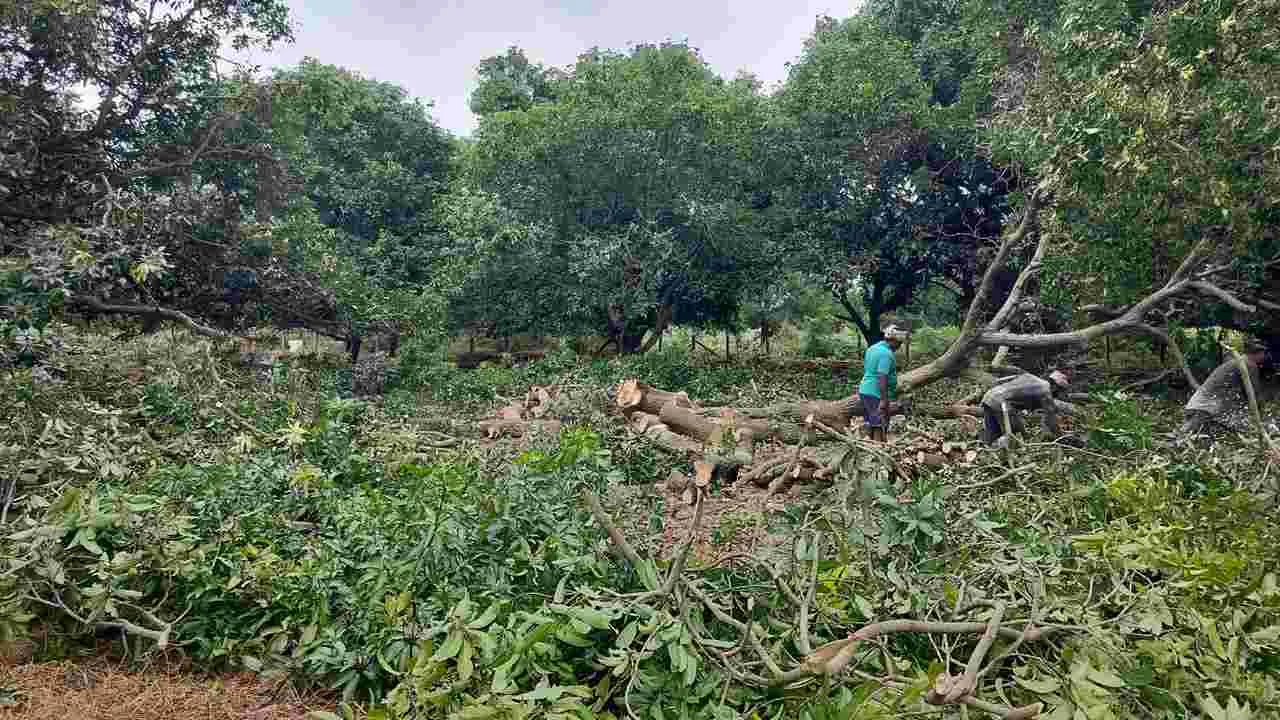 మామిడి చేదు