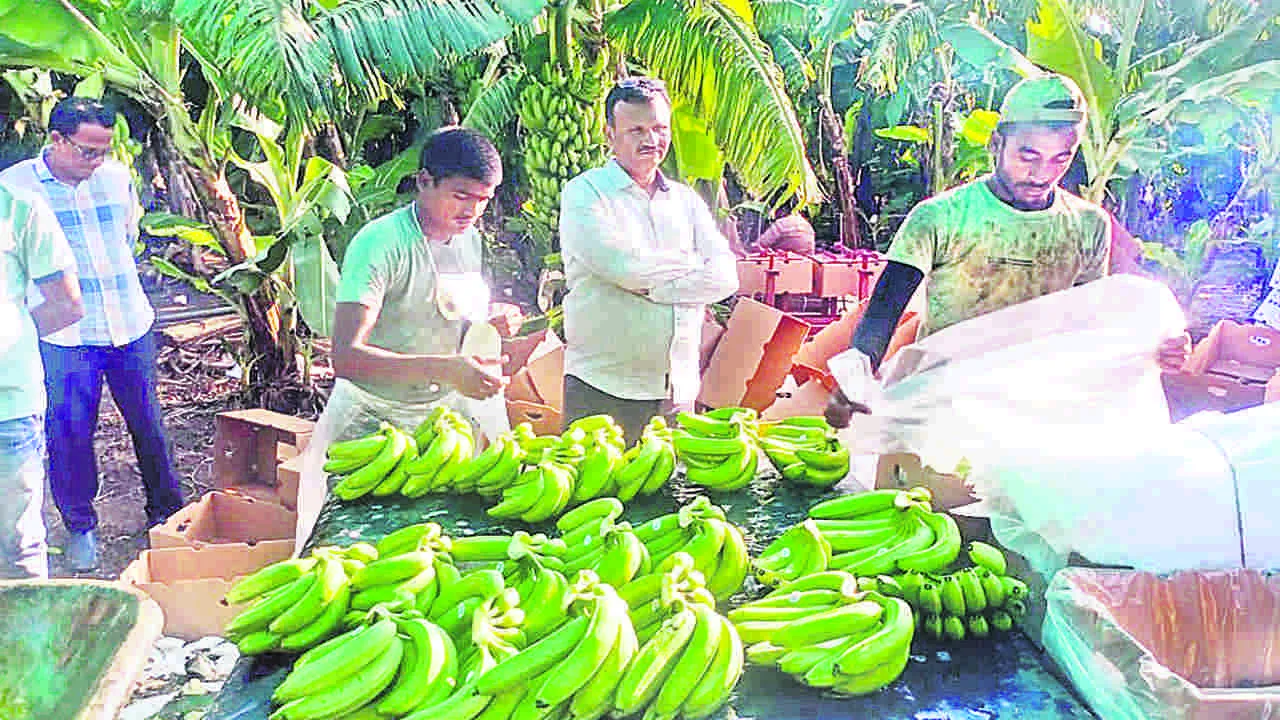 Banana : గల్ఫ్‌కు అనంత అరటి 