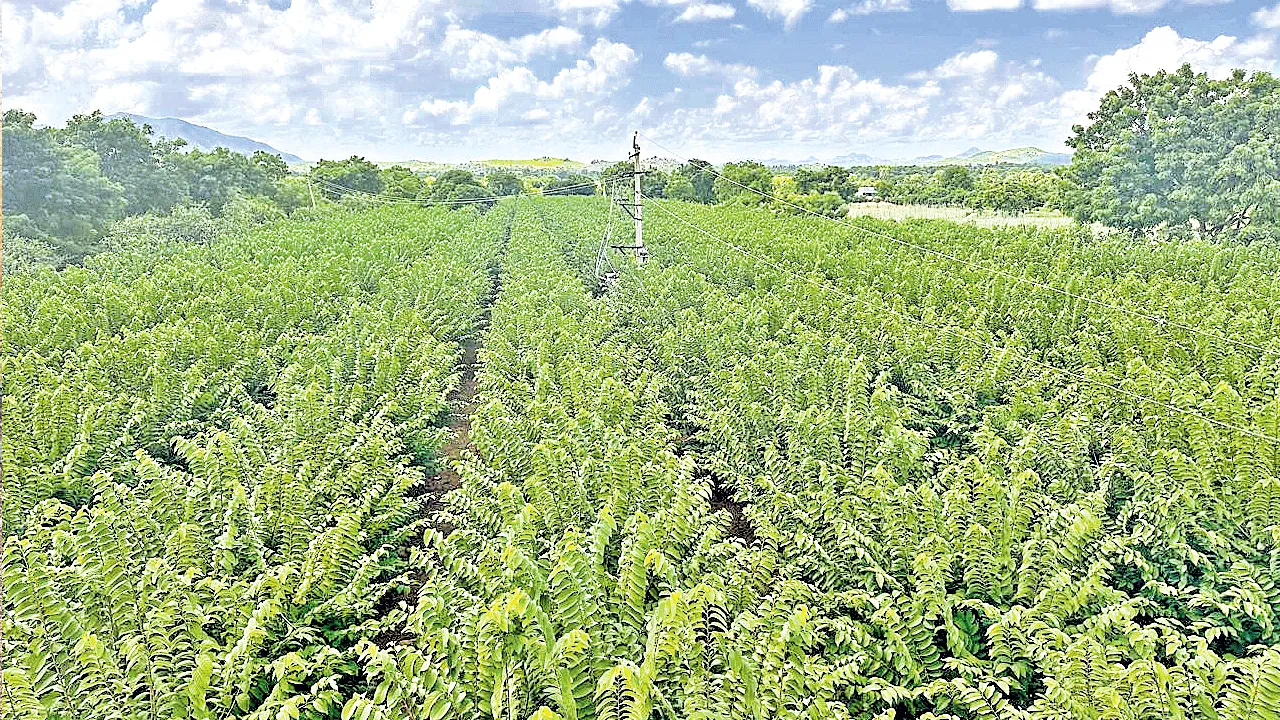 Cantaloupe : సీతాఫలం - సాగులో సఫలం