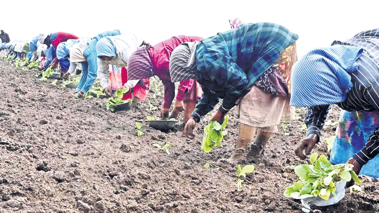 విస్తారంగా పొగాకు సాగు