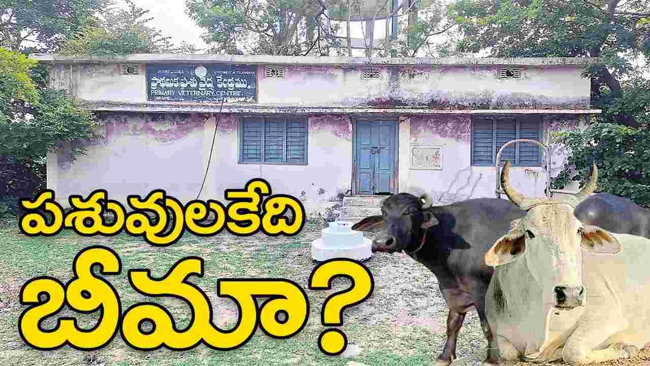 Kumaram Bheem Asifabad:   పశువులకేదీ బీమా?