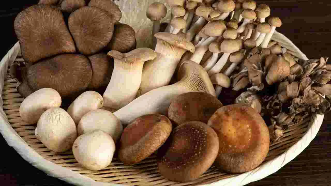 Mushrooms: రోజూ కేవలం 5 పుట్టగొడుగులను తింటే కలిగే బెనిఫిట్స్ ఏవంటే..