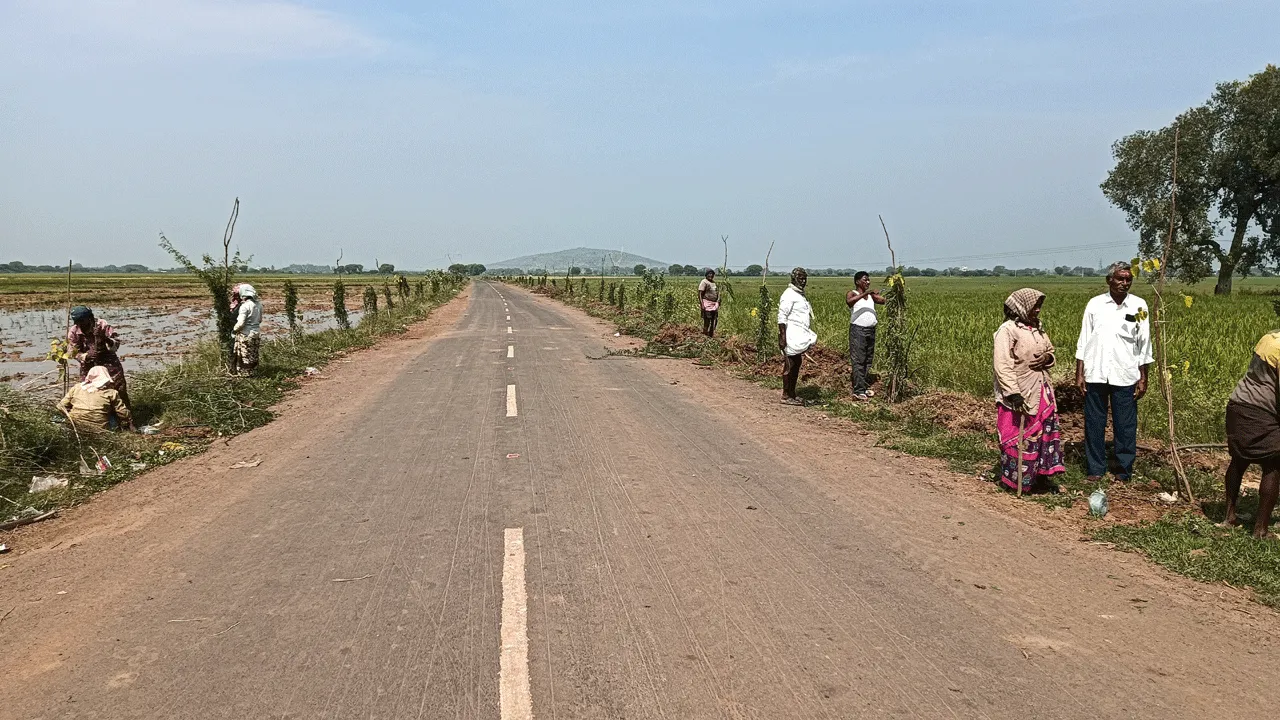 పుష్పగిరి రోడ్డు వెంబడి మొక్కల పెంపకం