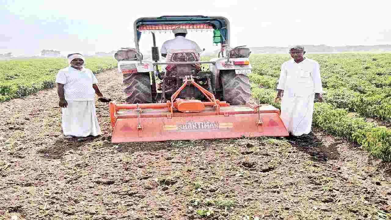 మిరప పంట దున్నివేత