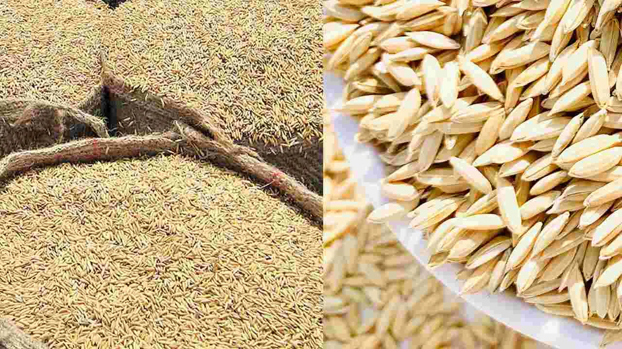 Rice Seeds: ఫోన్‌చేస్తే చాలు.. రైతు ఇంటికే వరి విత్తనాలు!