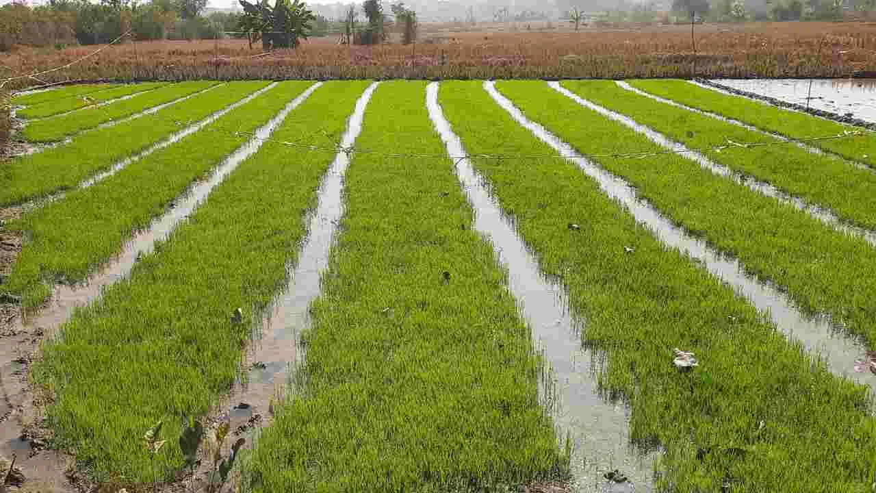 యాసంగికి సిద్ధం