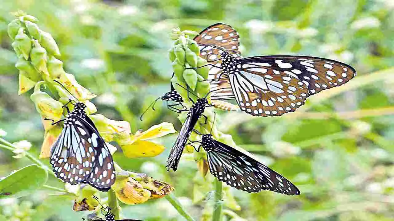 Vibrant Butterfly : పచ్చని చెట్లకు పూసిన.. సీతాకోకమ్మలు!