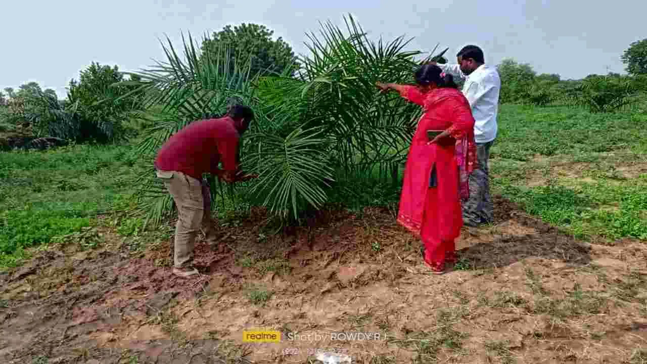 ఆయిల్‌పామ్‌లో సస్యరక్షణ చర్యలు పాటించాలి