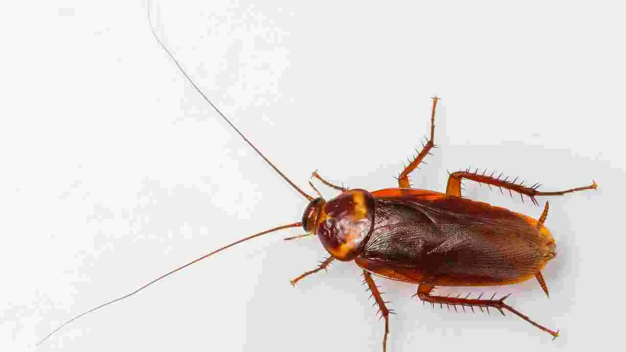 Cockroache: బొద్దింకలతో విసుగెత్తిపోయారా?  ఈ 4 వస్తువులలో ఒక దానిని నీళ్లలో కలపండి..