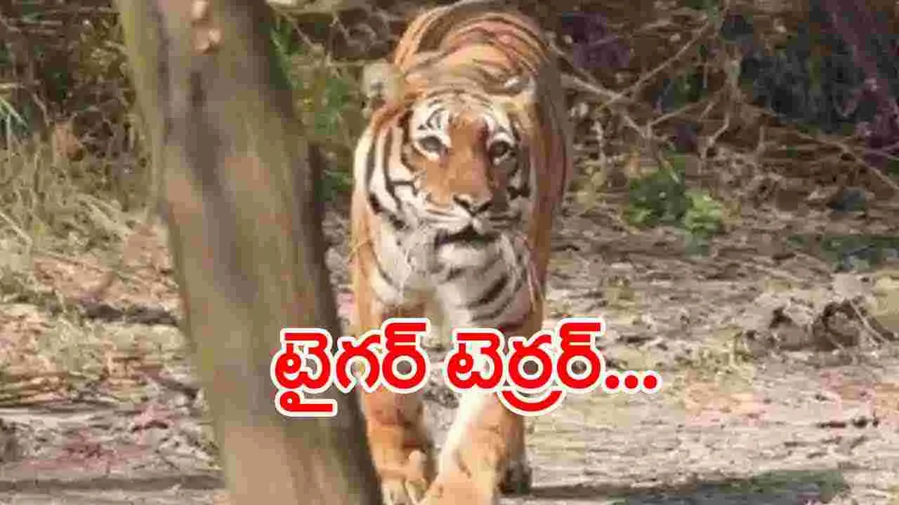 Tiger Terror:  కొమురం భీం జిల్లా లో టైగర్ టెర్రర్.. 