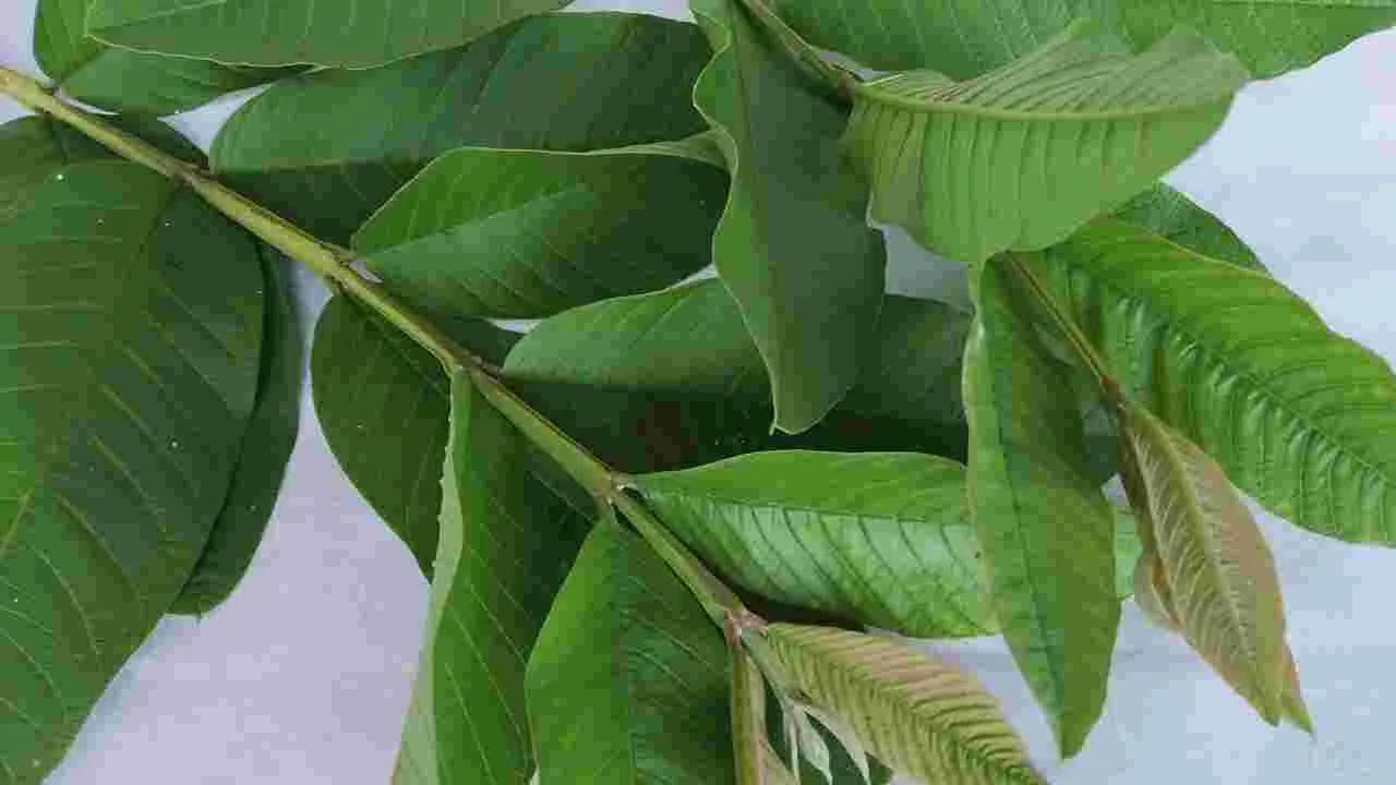 Guava Leaves: ఈ ఆకును మరిగించి రాసుకుంటే నల్లని వెంట్రుకలు మీ సొంతం..