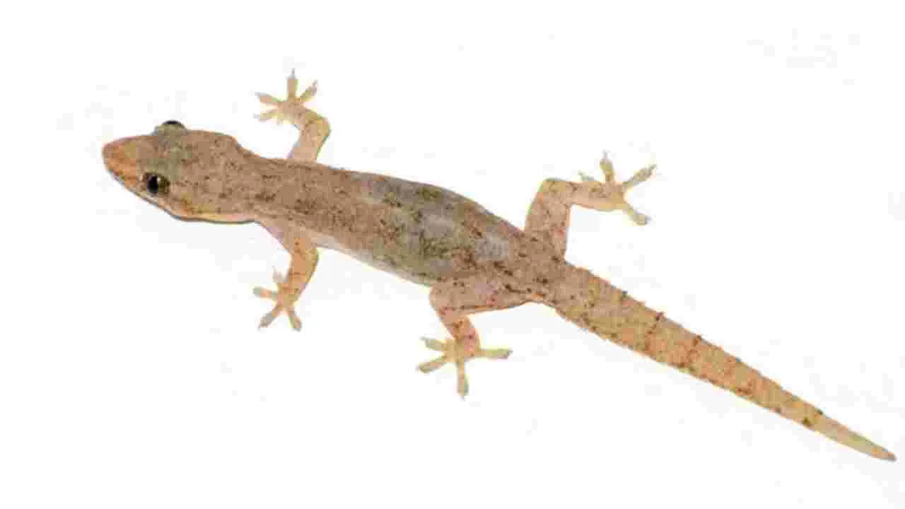 Lizard: ఈ భాగంపై బల్లి పడితే లక్ష్మి కటాక్షం ఖాయం..!