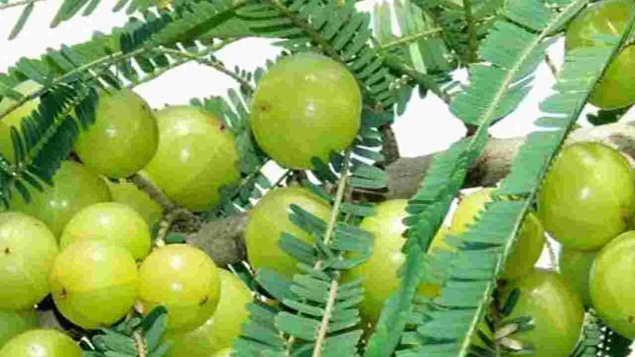  చలికాలంలో వీరు పొరపాటున కూడా ఉసిరి కాయ తినకూడదు.. 