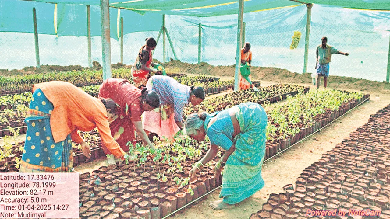 పచ్చదనానికి ప్రాధాన్యం