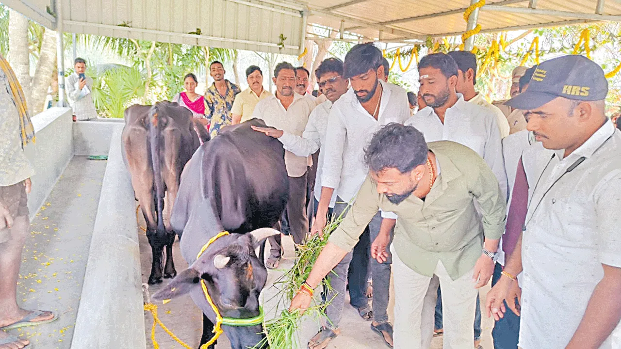 గోకులం షెడ్డును ప్రారంభించిన మంత్రి సుభాష్