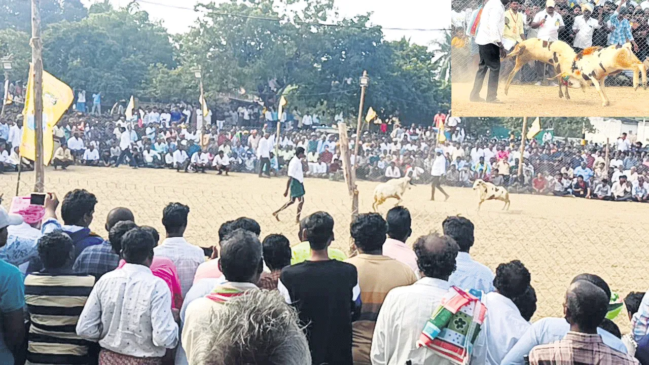 పోటాపోటీగా పొట్టేళ్ల బలప్రదర్శన పోటీలు