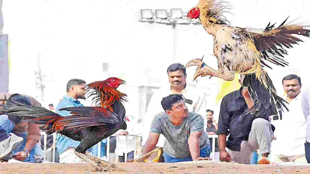 Bhogi: కో.. అంటే కోట్లు!