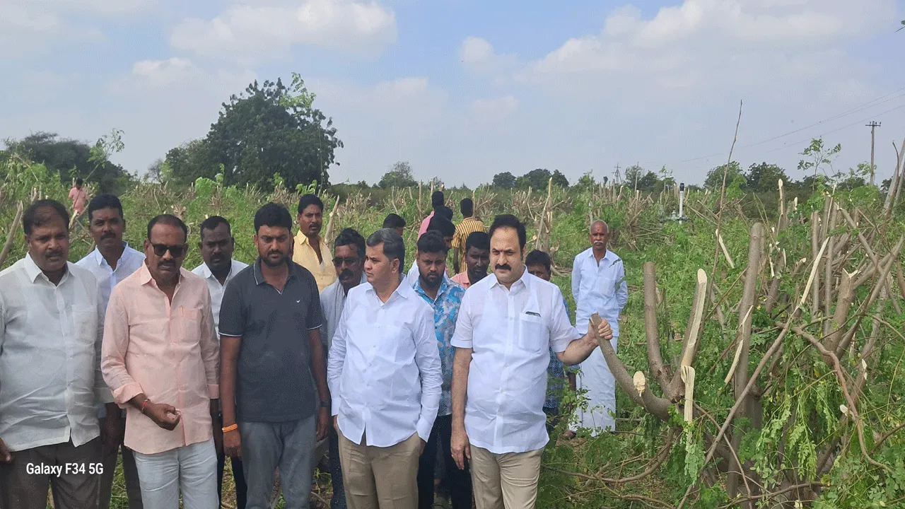 మునగ చెట్ల నరికివేత