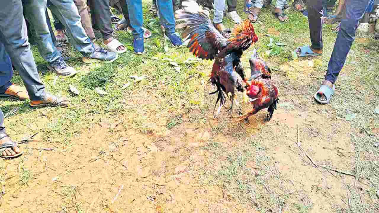 కత్తి కట్టిన కోడి