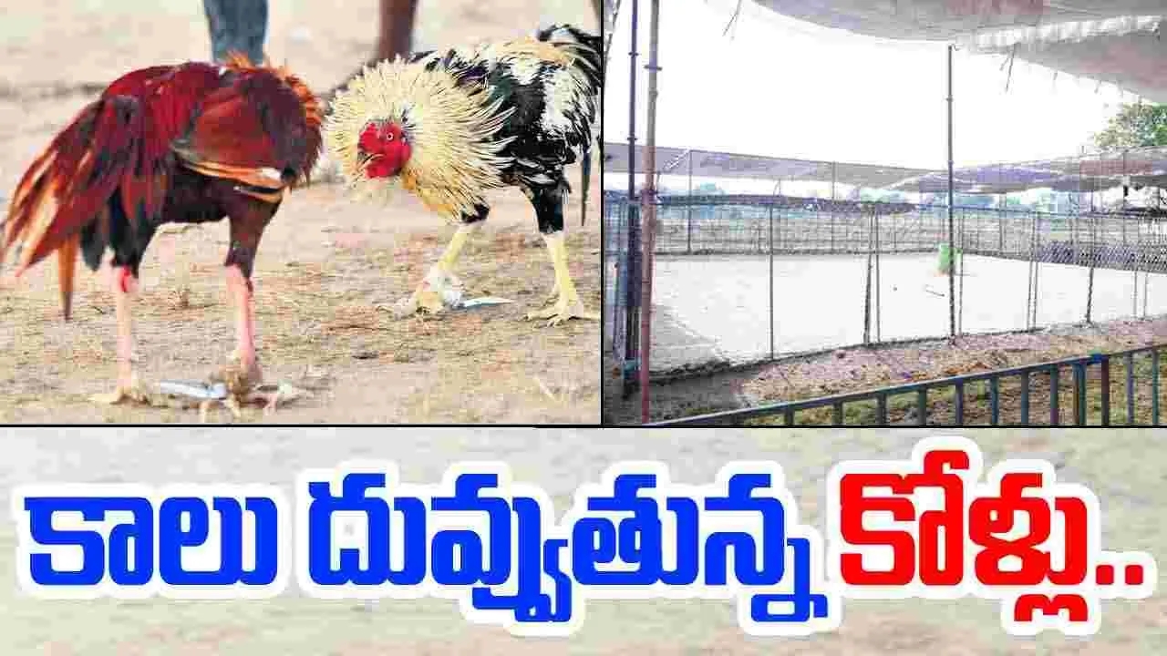  Cockfights : కాలు దువ్వుతున్న కోళ్లు.. సిద్ధమైన బరులు