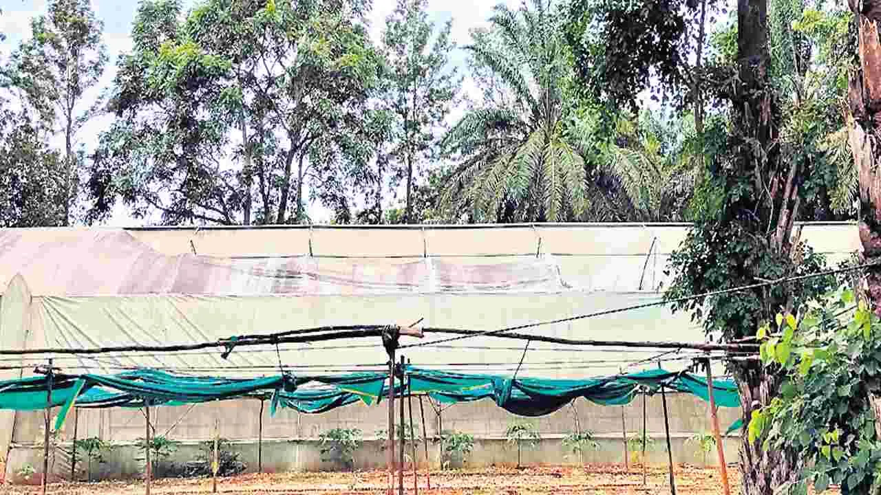 పాలిహౌస్పై అంతులేని నిర్లక్ష్యం
