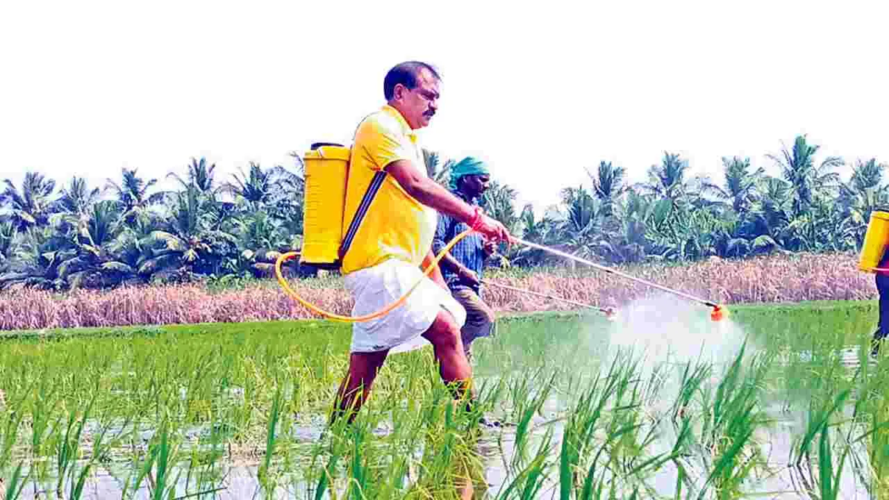 Nimmala Ramanayudu: వ్యవసాయ పనుల్లో మంత్రి నిమ్మల