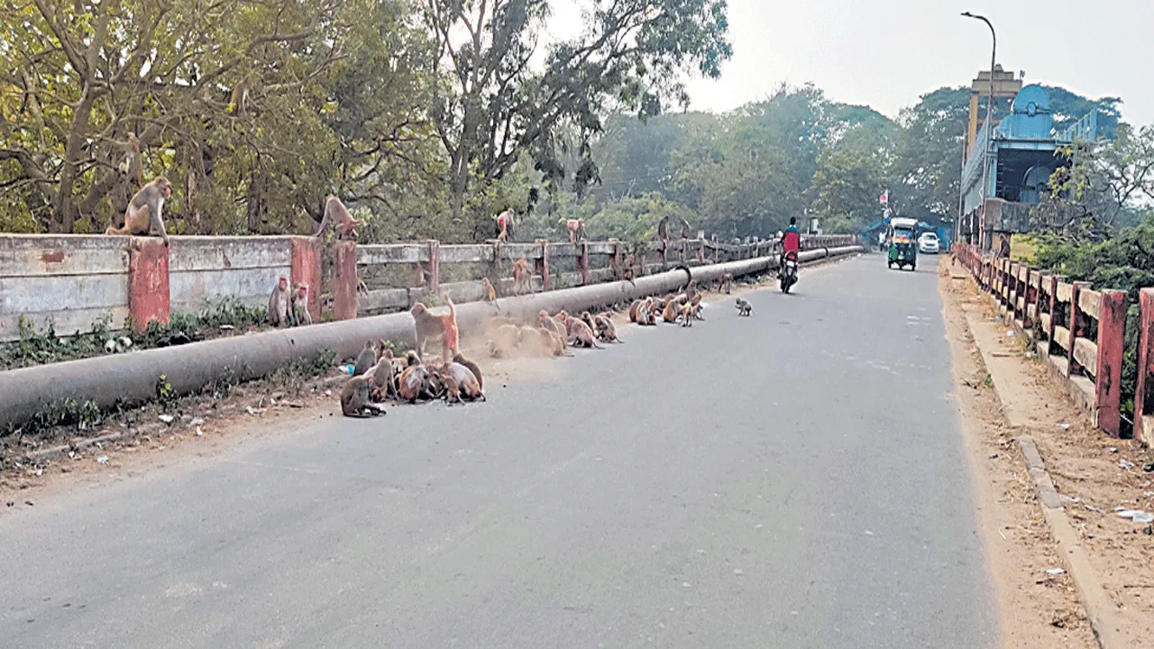కోతుల బెడద తప్పించరూ..