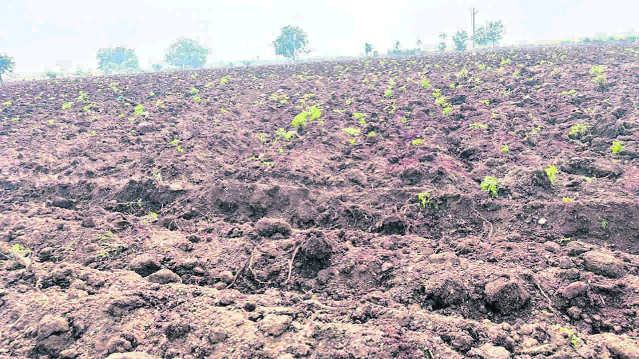 Karivepaku వ్యాపారుల దోపిడీ