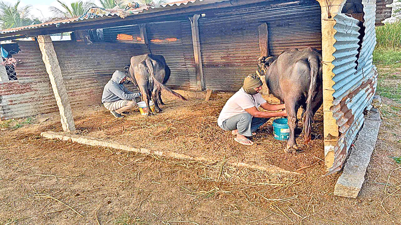 ఇగంలో శ్రమైక జీవనం