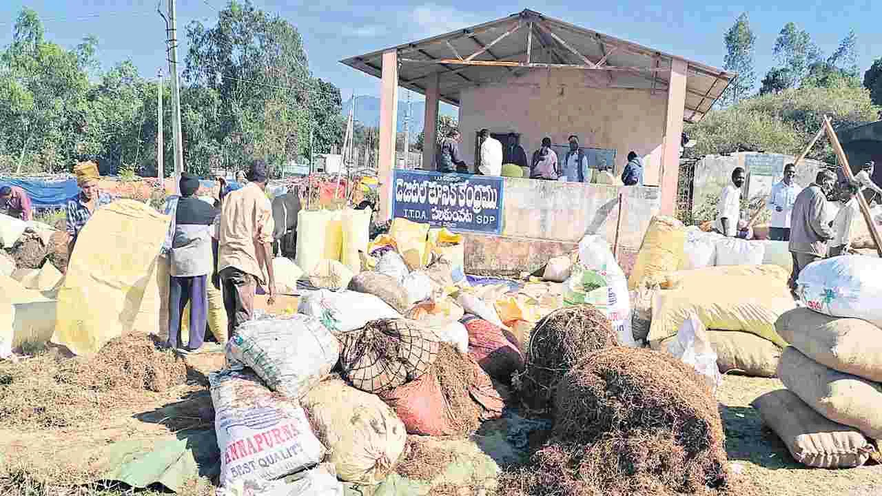 ఆశాజనకంగా పిప్పళ్ల ధర!