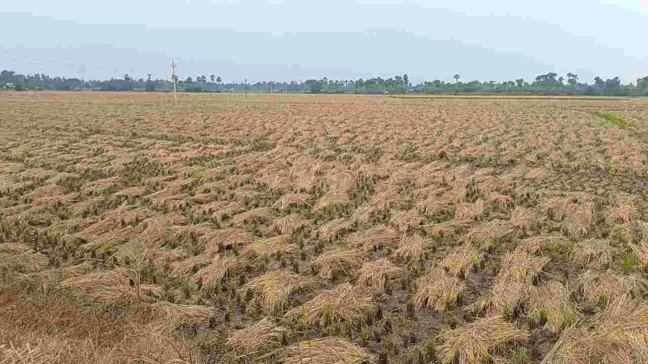 వాతావరణంలో మార్పులు..ఆందోళనలో రైతులు