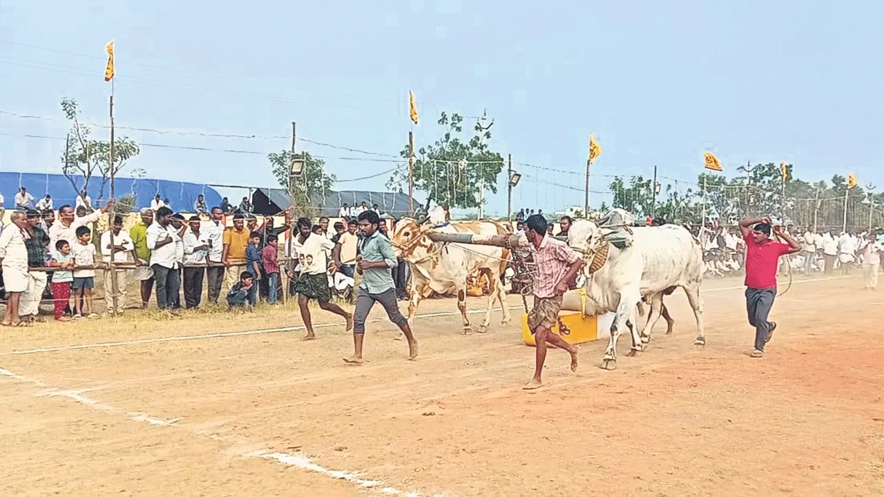 కోలాహలంగా ఒంగోలు జాతి ఎడ్ల బలప్రదర్శన