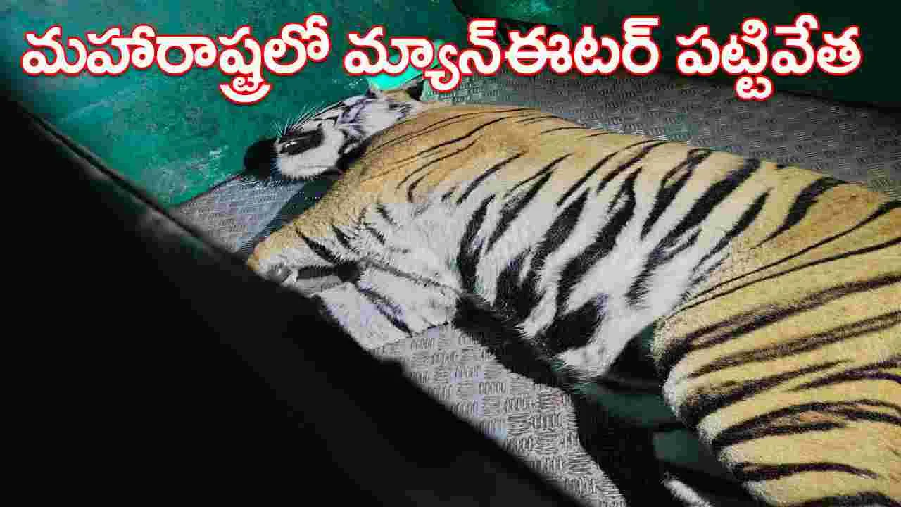 Kumaram Bheem Asifabad:  మ్యాన్‌ ఈటర్‌ పులి పట్టివేత 