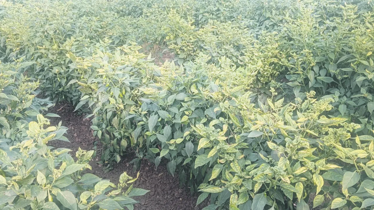 తెగుళ్లతో మిర్చి రైతుల బెంబేలు