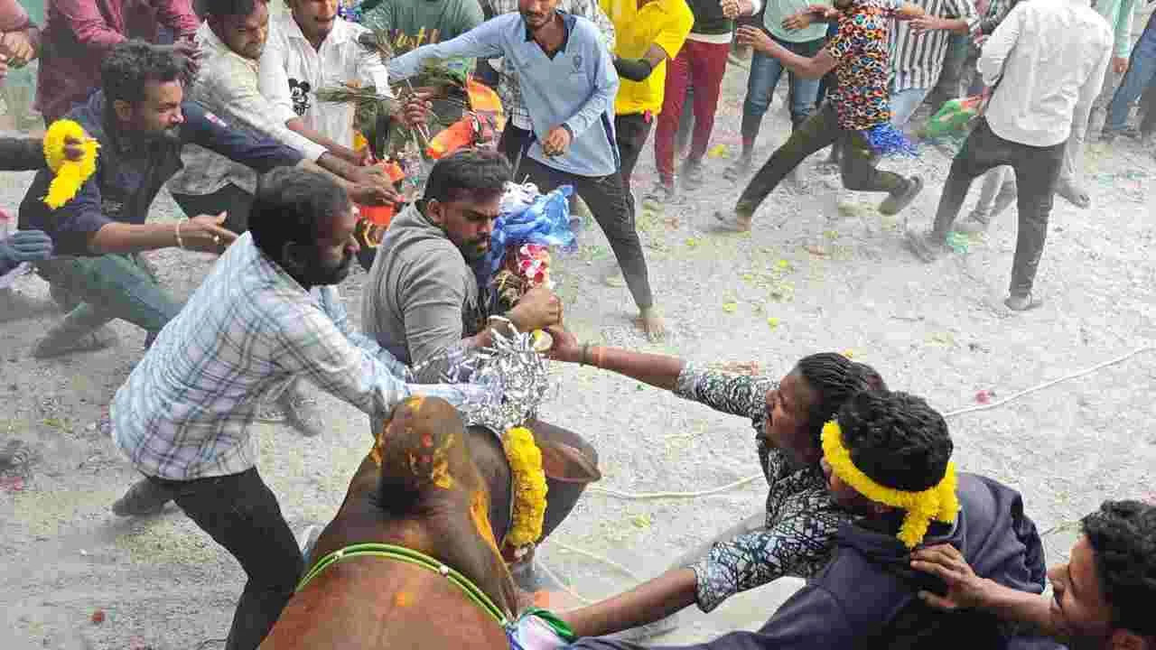 కొత్త శానంబట్లలో జల్లికట్టు