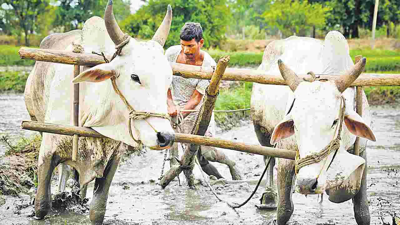 Rythu Bharosa Scheme: ఆంక్షల్లేని భరోసా!