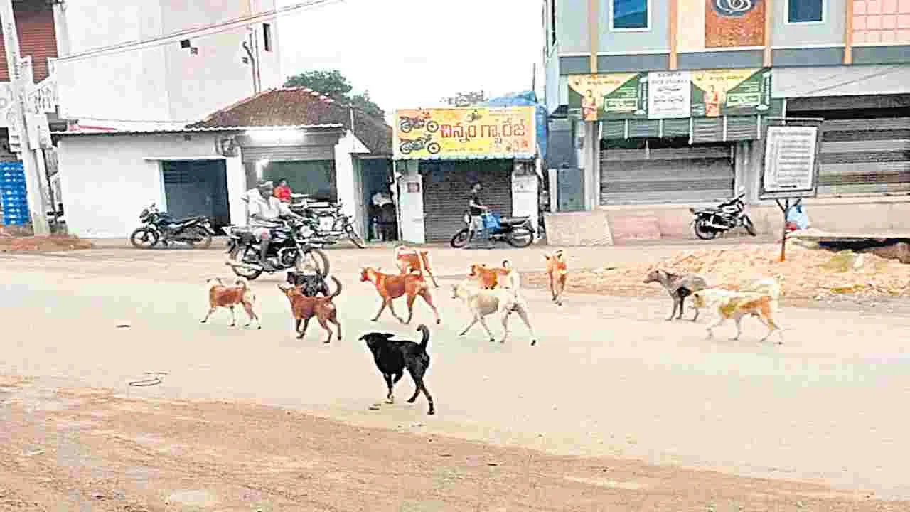 బాబోయ్‌ కుక్కలు!