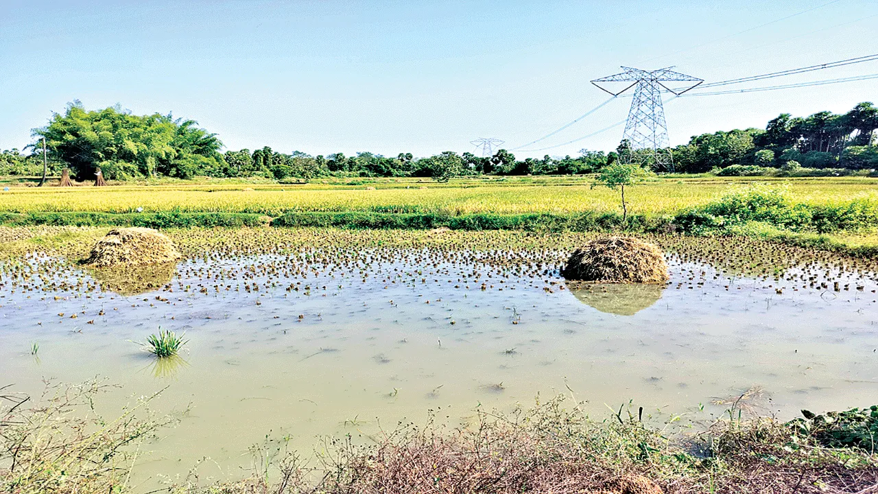 కుప్పలు తడిచి.. గింజలు మొలకెత్తి