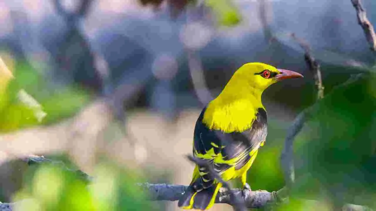 Rare Bird: కడెం అడవుల్లో అరుదైన పచ్చపిట్ట !