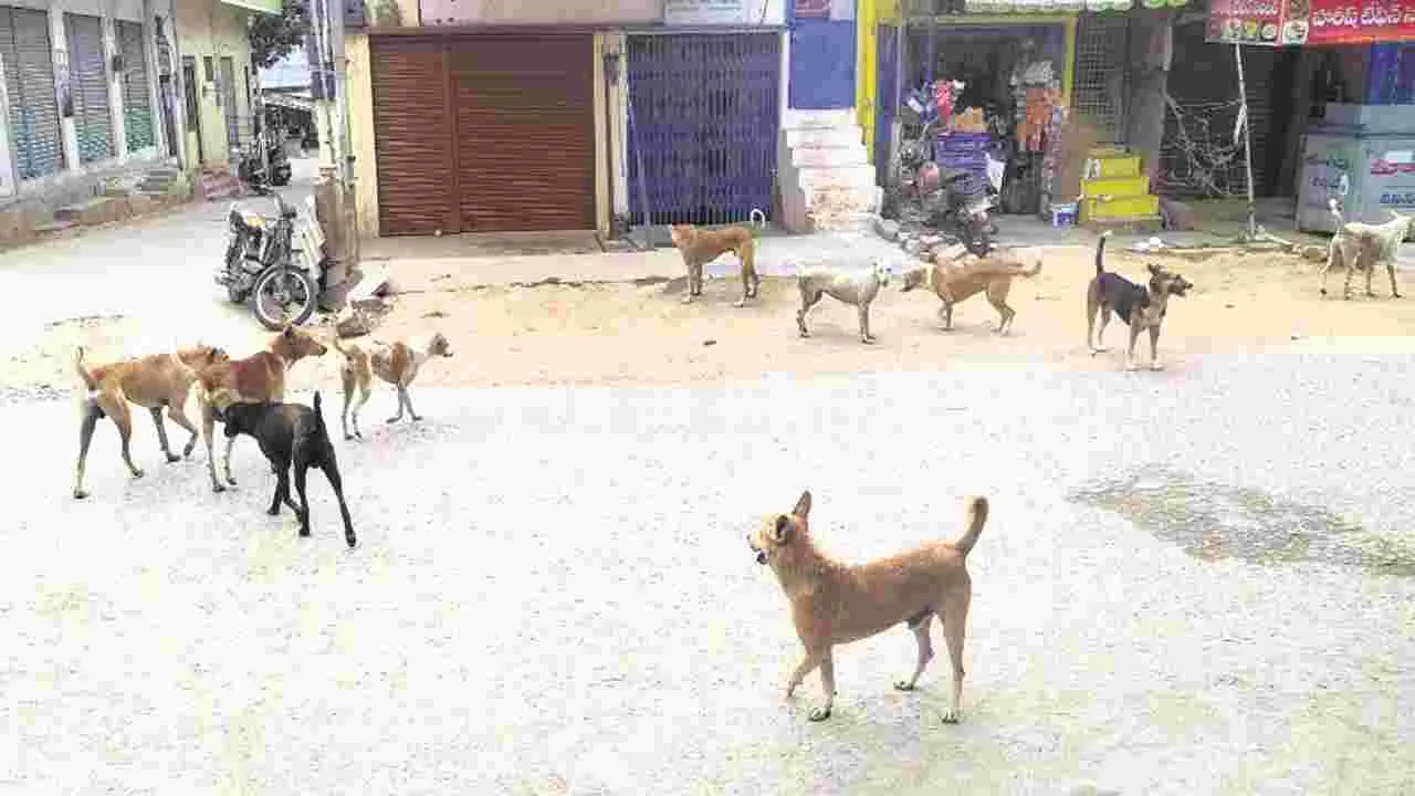 dogs బాబోయ్.. కుక్కలు