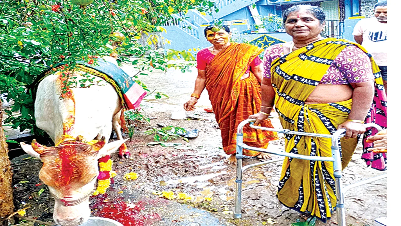 చూడితో ఉన్న ఆవుకు సీమంతం